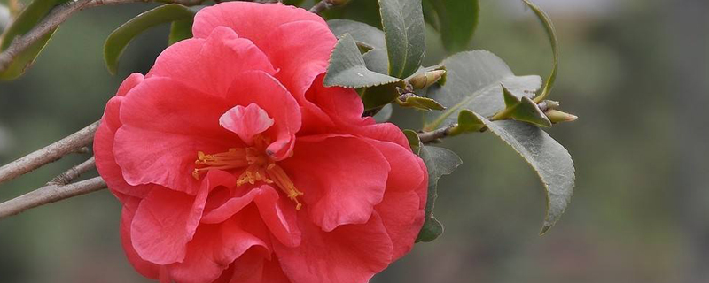 茶花上盆后叶子萎缩怎么办(茶花 上盆)