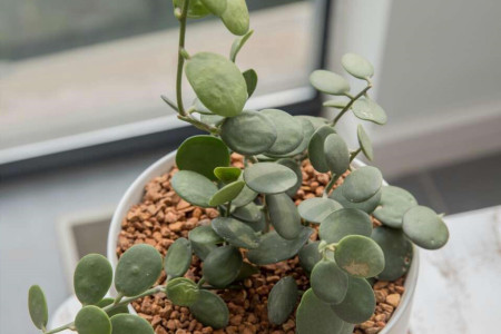 碧雷鼓的养殖方法和注意事项