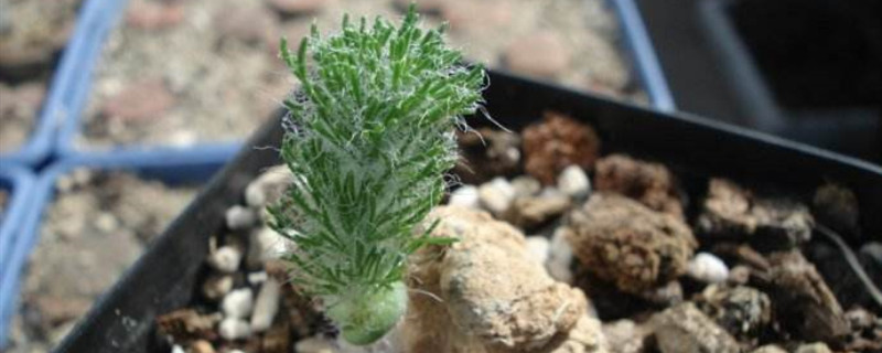 雾冰玉的养殖方法和注意事项(雾冰玉是否一年四季都长)