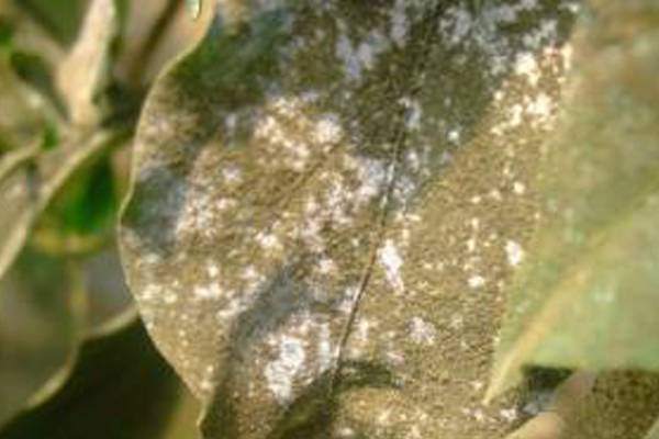 紫薇花常见病害及防治方法(紫薇花常见病害及防治方法图解)