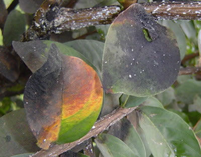 紫薇花常见病害及防治方法图解