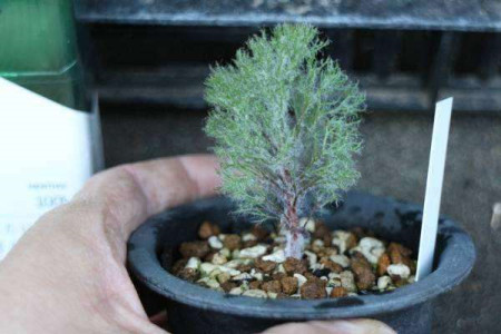 雾冰玉是否一年四季都长