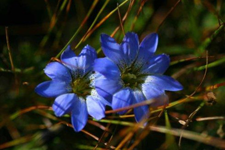 龙胆草的栽培技术与管理
