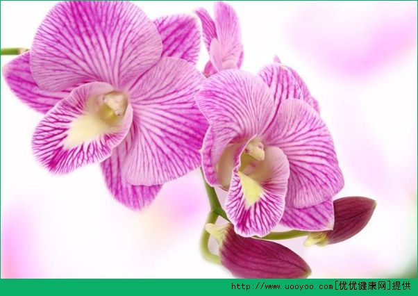 郁金香发根后可以移栽吗