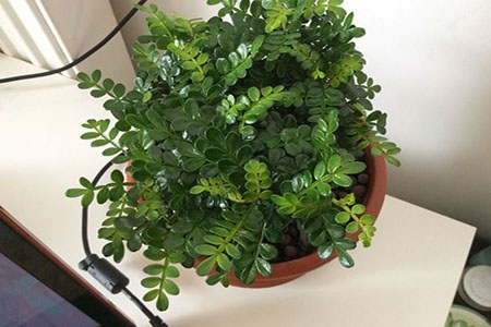 胡椒木怎么扦插成活才高