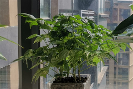 幸福树叶子卷曲下垂怎么补救