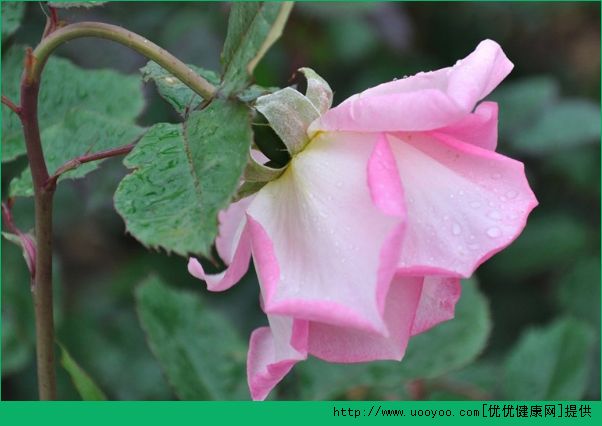 郁金香发根后可以移栽吗