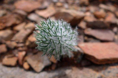 雾冰玉是否一年四季都长