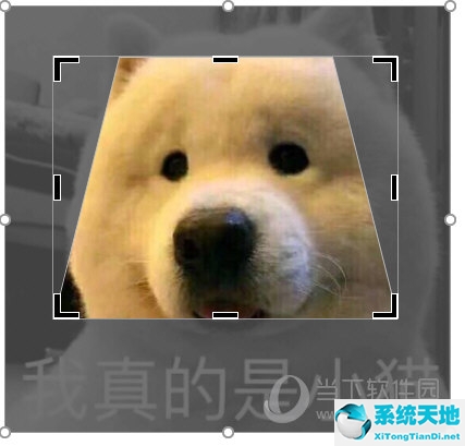 ppt图片如何裁剪成想要的形状(ppt怎么把图片裁剪成直角梯形)