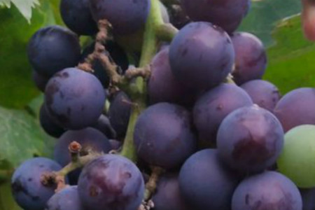 在北方葡萄树怎么过冬冬