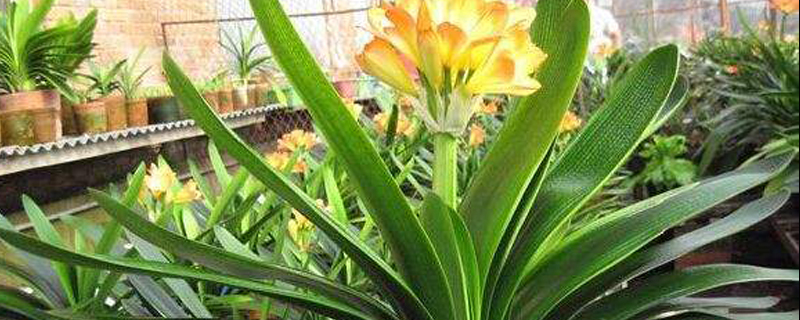 君子兰的国兰是什么国兰和鞍山兰的区别是什么(鞍山君子兰和长春君子兰的区别)