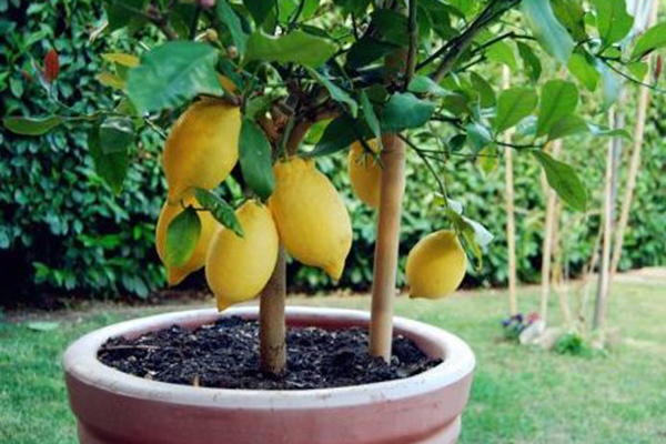 屋里放这4种“树”浇点水就能活整个家里“喷香”(家里面放什么树)