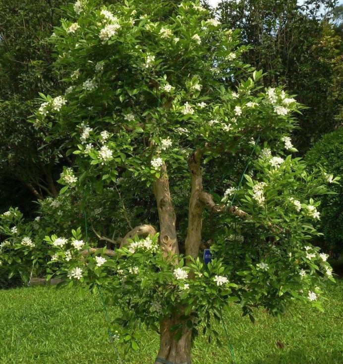 家里面放什么树