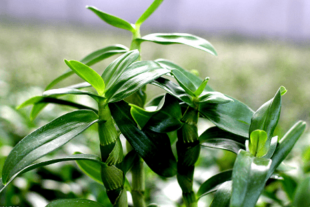 金钗石斛的功效与作用看看生长图片