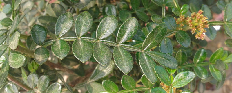 胡椒木怎么扦插(胡椒木怎么扦插成活才高)