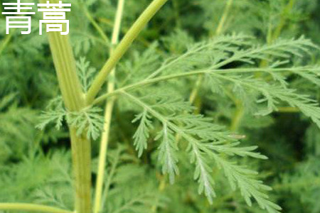 茵陈蒿与青蒿是不是一种植物
