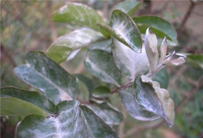 紫薇花常见病害及防治方法图解