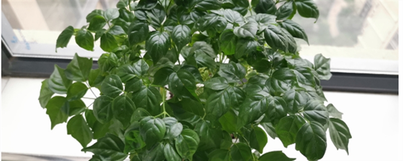 幸福树叶子卷曲下垂怎么办(幸福树叶子卷曲下垂怎么补救)