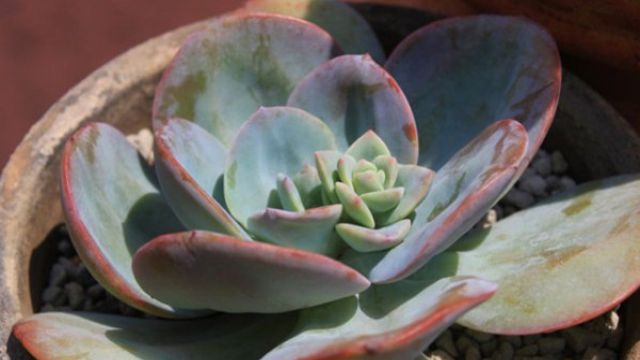 白凤怎么叶插(白凤叶插多久发芽)