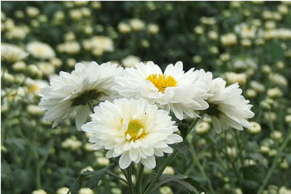 杭白菊的病虫害防治(杭白菊怎么样)