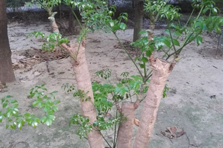 福禄桐叶子下垂发黄