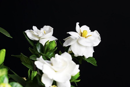 盆栽栀子花的养殖用什么土