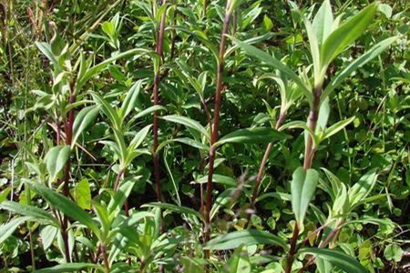 龙胆草的栽培技术与管理