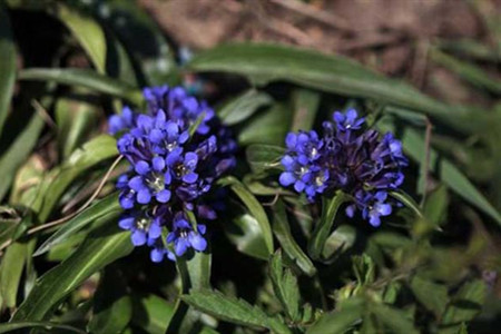 龙胆草的栽培技术与管理