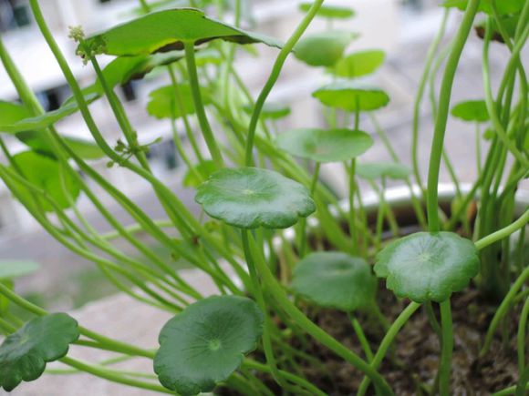 铜钱草生小虫怎么办