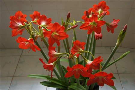 蜡封朱顶红怎么养