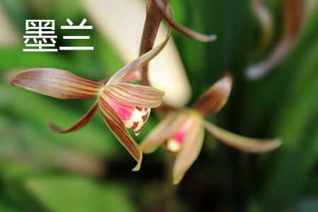 墨兰和箭兰的区别