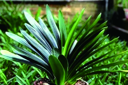 鞍山君子兰和长春君子兰的区别