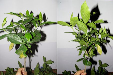 栀子花水培会开花吗