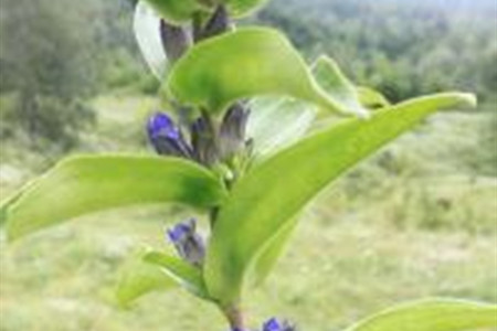 龙胆草的栽培技术与管理