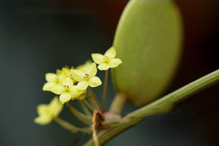 碧雷鼓的养殖方法和注意事项