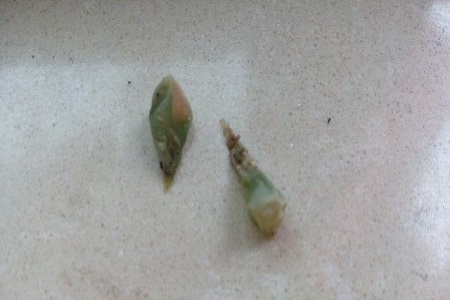 生石花化水了还可以拯救吗?