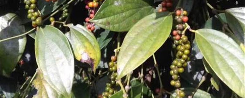 胡椒的养殖方法(胡椒的养殖方法和注意事项视频)