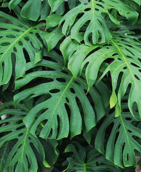 龟背竹需要什么肥料