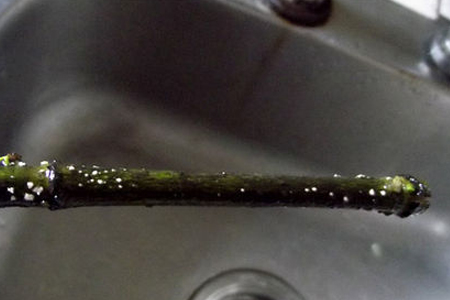 栀子花水培会开花吗