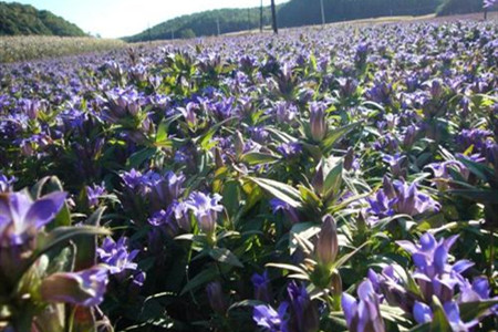 龙胆草的栽培技术与管理