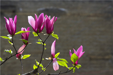 紫玉兰生虫了怎么办常见的病虫害及其防治方法