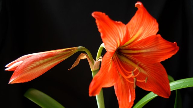 朱顶红怎么养(蜡封朱顶红怎么养)