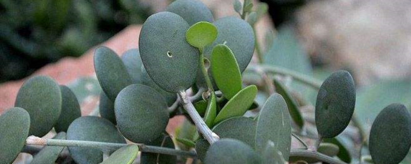 碧雷鼓修剪方法(碧雷鼓的养殖方法和注意事项)