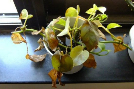 绿萝枯萎了怎么回事