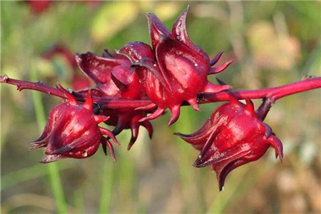 洛神花是什么东西?