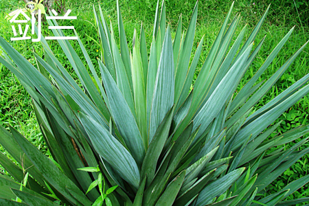 墨兰和箭兰的区别