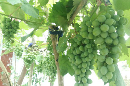 在北方葡萄树怎么过冬冬