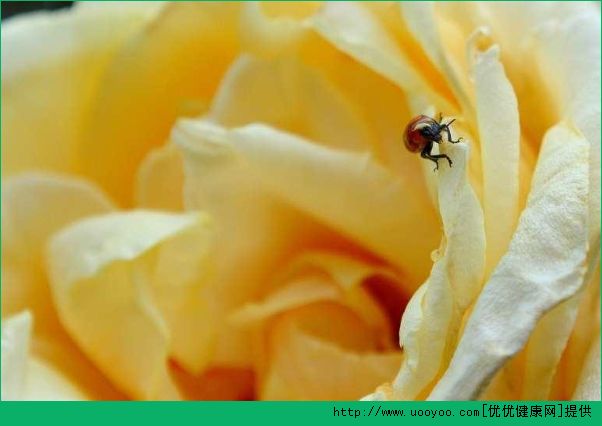 屋内种郁金香致头发脱落家里不能养的花有哪些(郁金香发根后可以移栽吗)