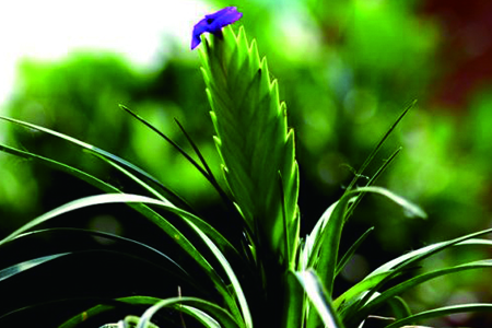 铁兰花怎么养更好