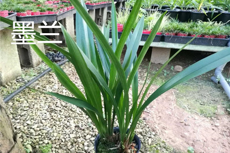 墨兰和箭兰的区别